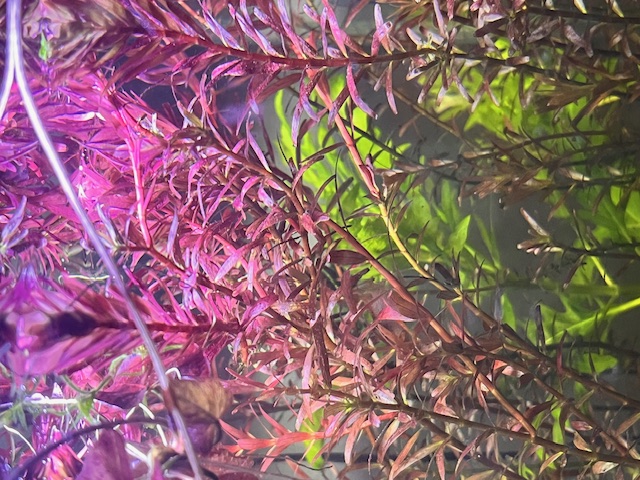 Blue Beta in planted Tank